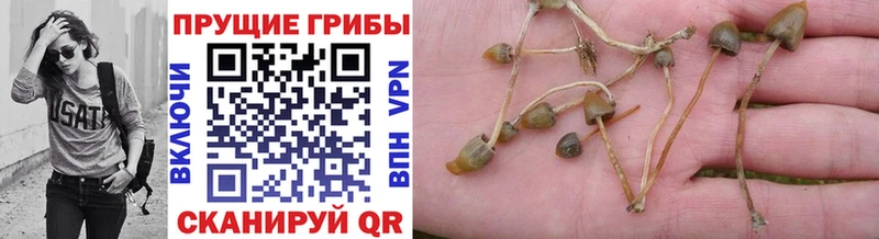 Галлюциногенные грибы Psilocybine cubensis  Ульяновск 